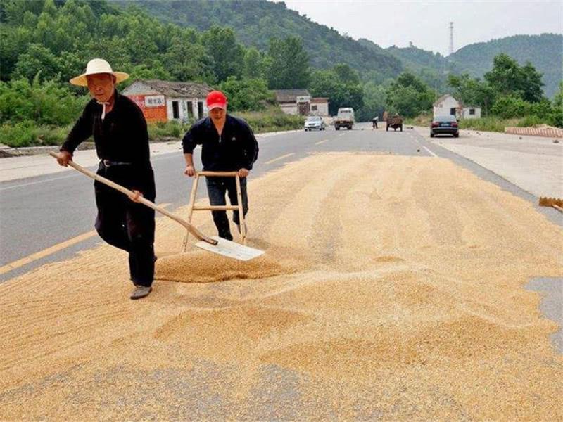 小麥什么時間儲存*合適？糧食水分測量儀來解答