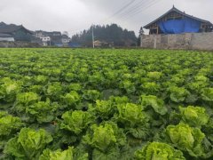 便攜式植物營(yíng)養(yǎng)測(cè)定儀，對(duì)農(nóng)業(yè)種植有什么幫助？